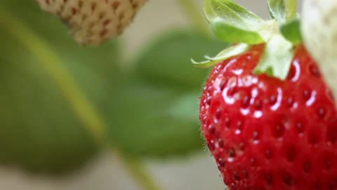 Strawberry Details Stock Footage 137559427
