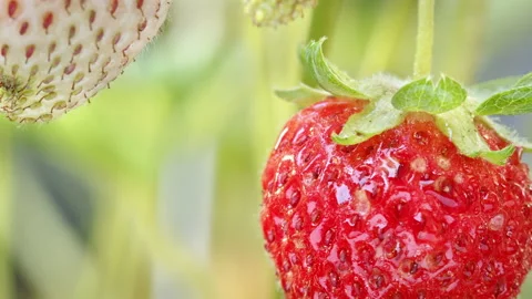 Strawberry Details Stock Footage 137559490