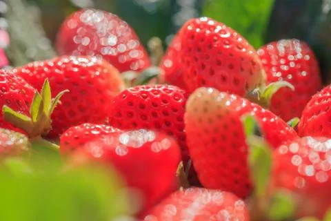 Strawberry with dew Stock Photos