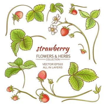 Strawberry elements vector set Illustrazione stock