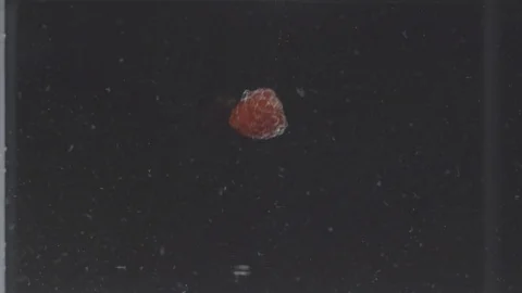 Strawberry falling into the water Stock Footage 73700274