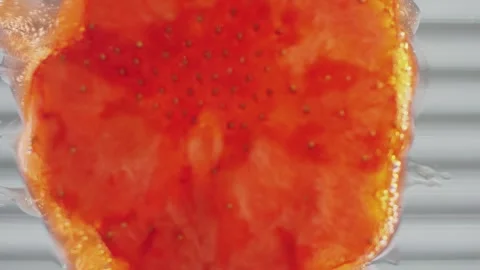 Strawberry Falls Onto Clear Surface Smashing And Spreading Vidéo 255709012