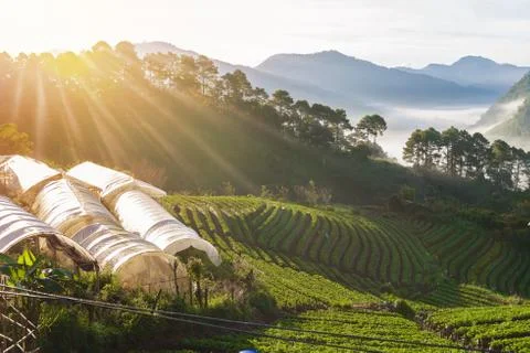 Strawberry farm array layer on hill at doi angkhang mountain, chiangmai, thai Stock Photos