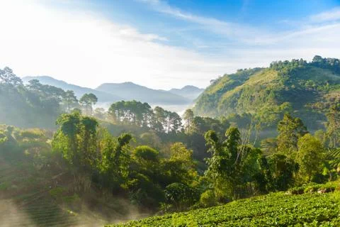 Strawberry farm array layer on hill at doi angkhang mountain, chiangmai, thai Stock Photos