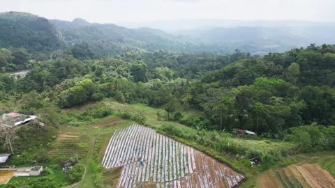 Strawberry farm in elevated terrain surrounded with tropical forest, Philippines 動画素材 254600304