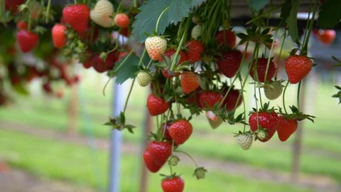 Strawberry farm Video stock 88542101