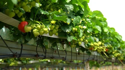 Strawberry farm Stock Footage 88591835