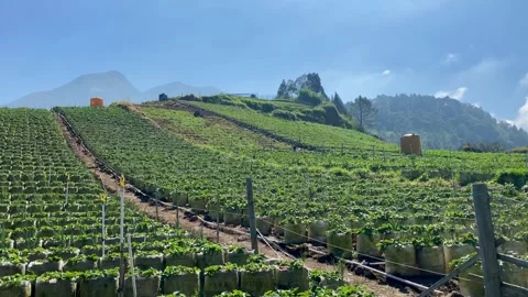 Strawberry Farm on a Mountain Slope Video stock 341908719
