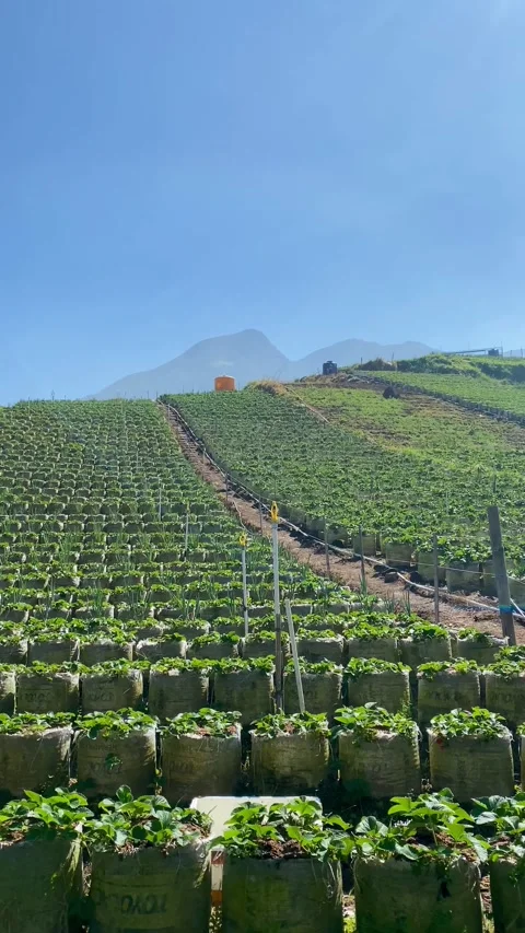 Strawberry Farm on a Mountain Slope Stock-Footage 341908954