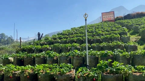 Strawberry Farm on a Mountain Slope Vídeo Stock 341909149