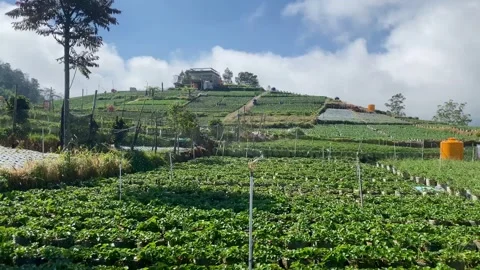 Strawberry Farm on a Mountain Slope Video stock 341909334