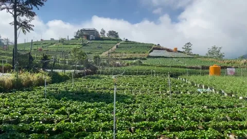 Strawberry Farm on a Mountain Slope Video stock 341910055