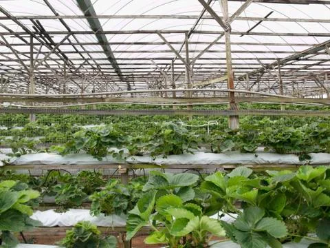 Strawberry farm Foto stock