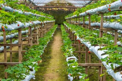 Strawberry farm Stock Photos