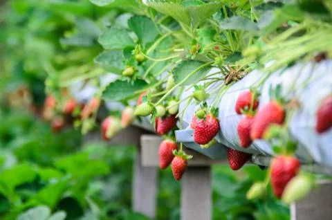 Strawberry in farm Foto stock