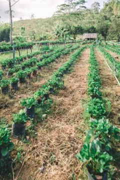 Strawberry farm Stock Photos