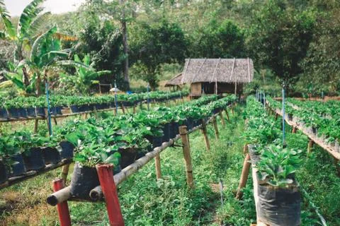 Strawberry farm Stock Photos