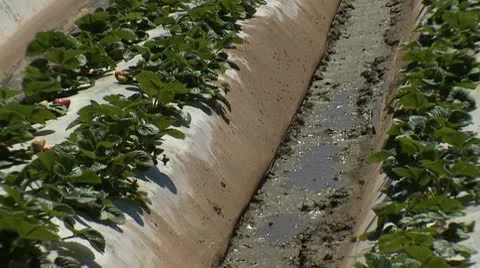 Strawberry field 01 HD Stock Footage 10740791