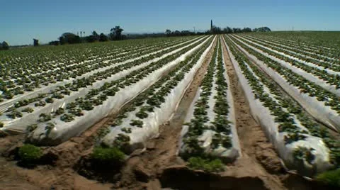 Strawberry field 02 HD Video stock 10740779