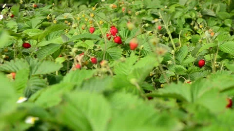 Strawberry field closeup, dolly shoot Vídeos de archivo 24654802
