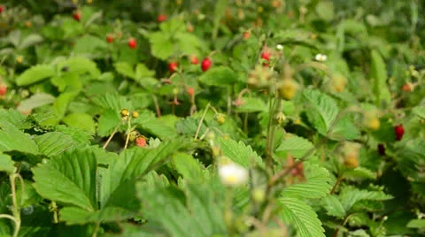 Strawberry field closeup, dolly shoot Stock Footage 24654807