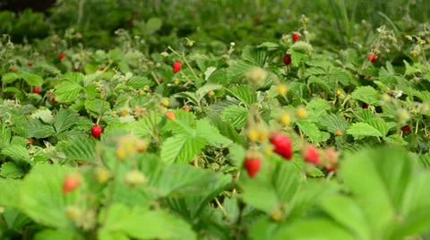 Strawberry field closeup, dolly shoot Stock Footage 24654812