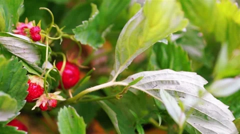 Strawberry Field Closeup Dolly Shoot Stock Footage 45017733