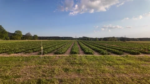 Strawberry field with cultivated crop rows in rural agricultural landscape Stock Footage 337361686