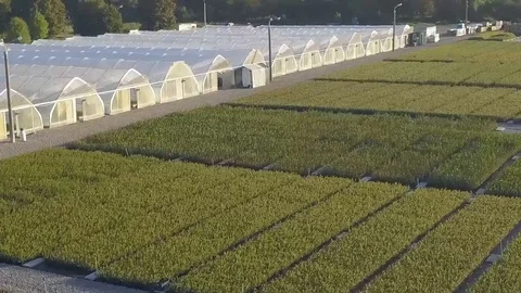 Strawberry field Stock Footage