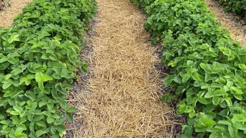 Strawberry field Video stock 245079182