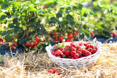 Strawberry field on fruit farm. Berry in basket. Stock Photos