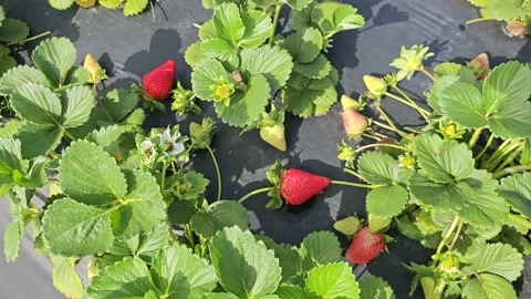 Strawberry Field Growing Patch Rows Vines Berries Workers Merchant Farm USA Stock Footage 239873572
