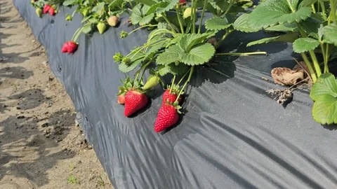 Strawberry Field Growing Patch Rows Vines Berries Workers Merchant Farm USA Stock Footage 239873584