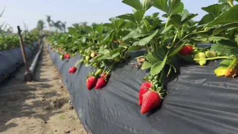 Strawberry Field Growing Patch Rows Vines Berries Workers Merchant Farm USA Video stock 239873592