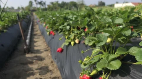 Strawberry Field Growing Patch Rows Vines Berries Workers Merchant Farm USA Video stock 239873595