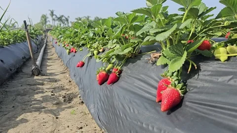 Strawberry Field Growing Patch Rows Vines Berries Workers Merchant Farm USA Video stock 239873624
