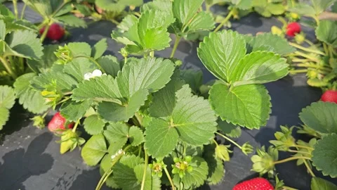 Strawberry Field Growing Patch Rows Vines Berries Workers Merchant Farm USA Video stock 239873626