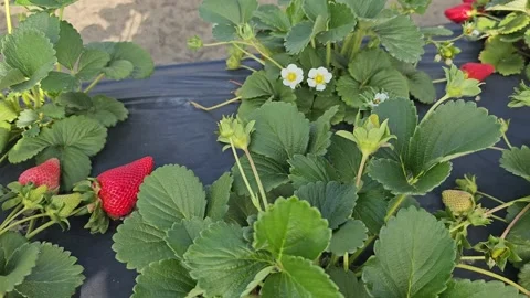 Strawberry Field Growing Patch Rows Vines Berries Workers Merchant Farm USA Video stock 239873631