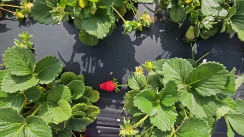 Strawberry Field Growing Patch Rows Vines Berries Workers Merchant Farm USA Video stock 239873663