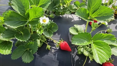 Strawberry Field Growing Patch Rows Vines Berries Workers Merchant Farm USA Video stock 239873675