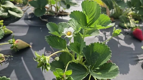 Strawberry Field Growing Patch Rows Vines Berries Workers Merchant Farm USA Video stock 239873695