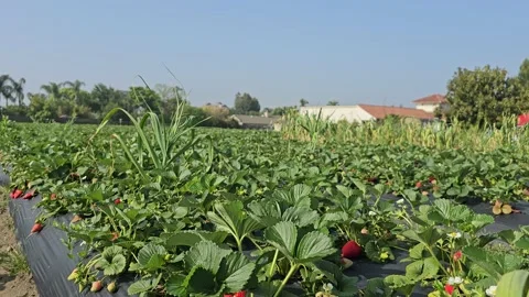 Strawberry Field Growing Patch Rows Vines Berries Workers Merchant Farm USA Video stock 239873700