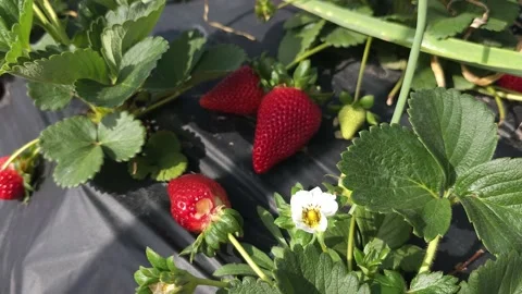 Strawberry Field Growing Patch Rows Vines Berries Workers Merchant Farm USA Video stock 239873728