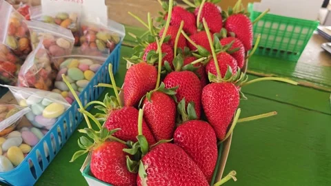 Strawberry Field Growing Patch Rows Vines Berries Workers Merchant Farm USA Video stock 239873752