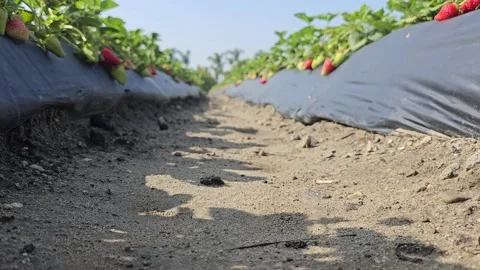 Strawberry Field Growing Patch Rows Vines Berries Workers Merchant Farm USA Video stock 239873764