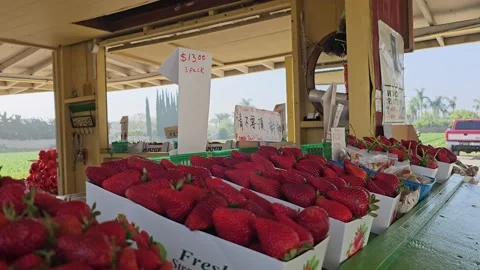 Strawberry Field Growing Patch Rows Vines Berries Workers Merchant Farm USA Video stock 239873771