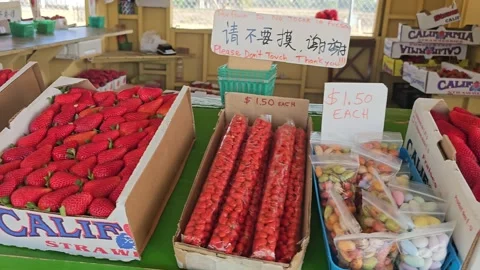 Strawberry Field Growing Patch Rows Vines Berries Workers Merchant Farm USA Video stock 239873775