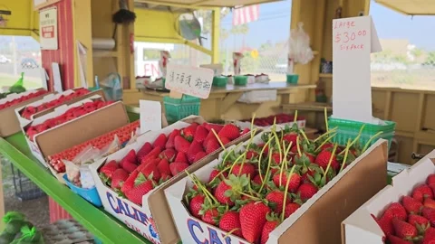 Strawberry Field Growing Patch Rows Vines Berries Workers Merchant Farm USA Video stock 239873790