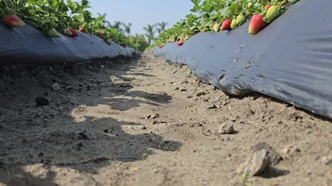 Strawberry Field Growing Patch Rows Vines Berries Workers Merchant Farm USA Video stock 239873841
