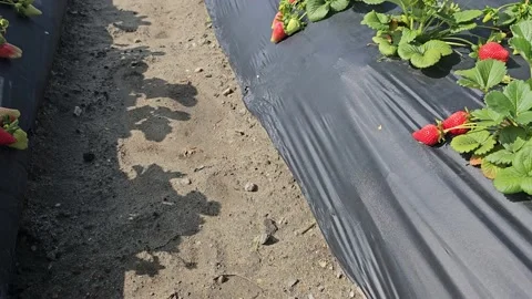Strawberry Field Growing Patch Rows Vines Berries Workers Merchant Farm USA Video stock 239873843
